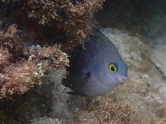 Plectroglyphidodon marginatus