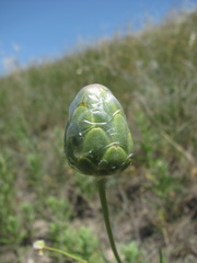 Rhaponticoides razdorskyi