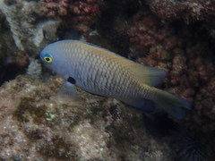 Plectroglyphidodon marginatus