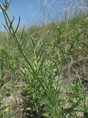 Rhaponticoides razdorskyi