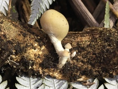 Psilocybe weraroa