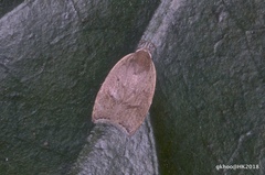 Scythropiodes