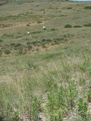 Rhaponticoides razdorskyi