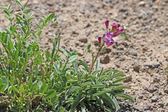 Penstemon confusus