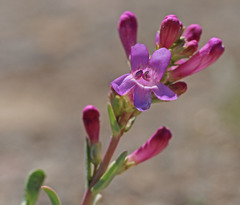 Penstemon confusus