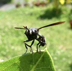 Physocephala floridana