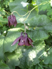 Aquilegia atrovinosa