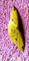 Periclina rumiaria