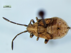 Stictopleurus punctiventris