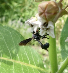 Physocephala floridana