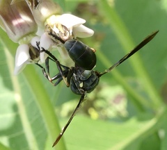 Physocephala floridana