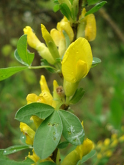 Chamaecytisus ratisbonensis