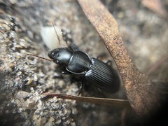 Cophosomorpha