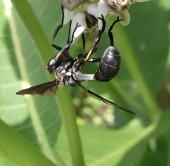Physocephala floridana