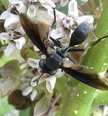 Physocephala floridana