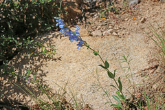 Penstemon longiflorus