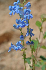 Penstemon longiflorus