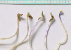 Penstemon longiflorus