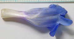 Penstemon longiflorus