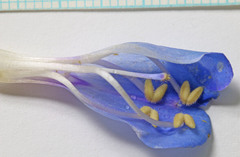 Penstemon longiflorus