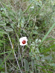Pavonia cymbalaria