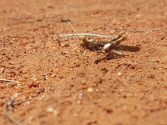 Macrolopholia