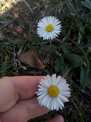 Bellis sylvestris