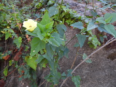 Hibiscus ribifolius
