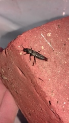 Platydracus scabrosus