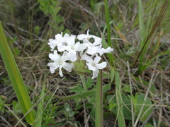 Glandularia platensis
