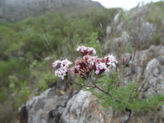 Stevia satureiifolia