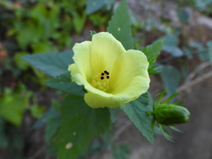 Hibiscus ribifolius