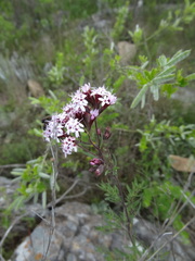 Stevia satureiifolia