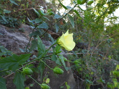 Hibiscus ribifolius