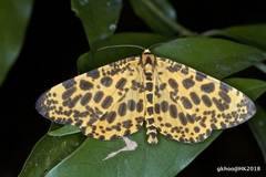 Epobeidia tigrata tigrata