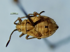 Stictopleurus punctiventris