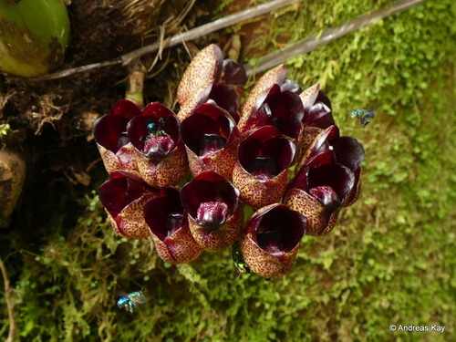 Peristeria ephippium