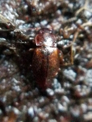 Anthobium atrocephalum