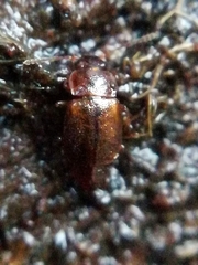 Anthobium atrocephalum