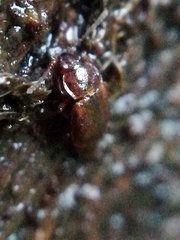 Anthobium atrocephalum