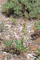 Penstemon pachyphyllus congestus