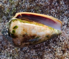 Conus guanche