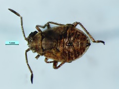 Stictopleurus punctiventris