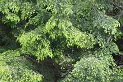 Tsuga chinensis