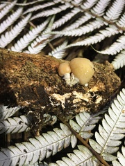 Psilocybe weraroa