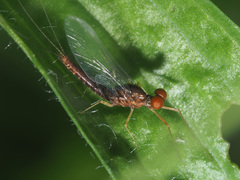 Serratella ignita