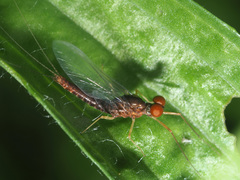 Serratella ignita