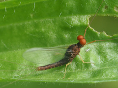 Serratella ignita