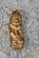 Archips georgiana