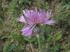 Psephellus leucophyllus